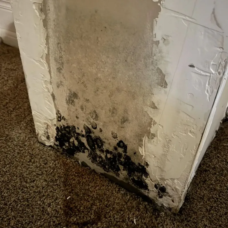 Professional Mold Removal in Newburg, WI